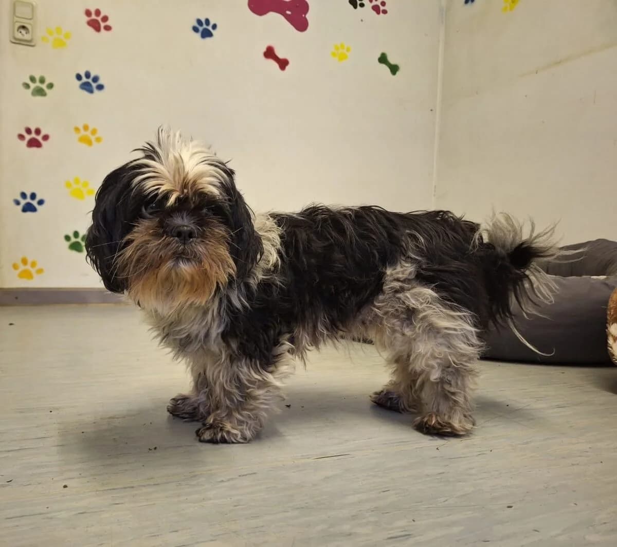 Jolene, female Mixed Breed for adoption at Tierrechtsorganisation Einhorn e.V.