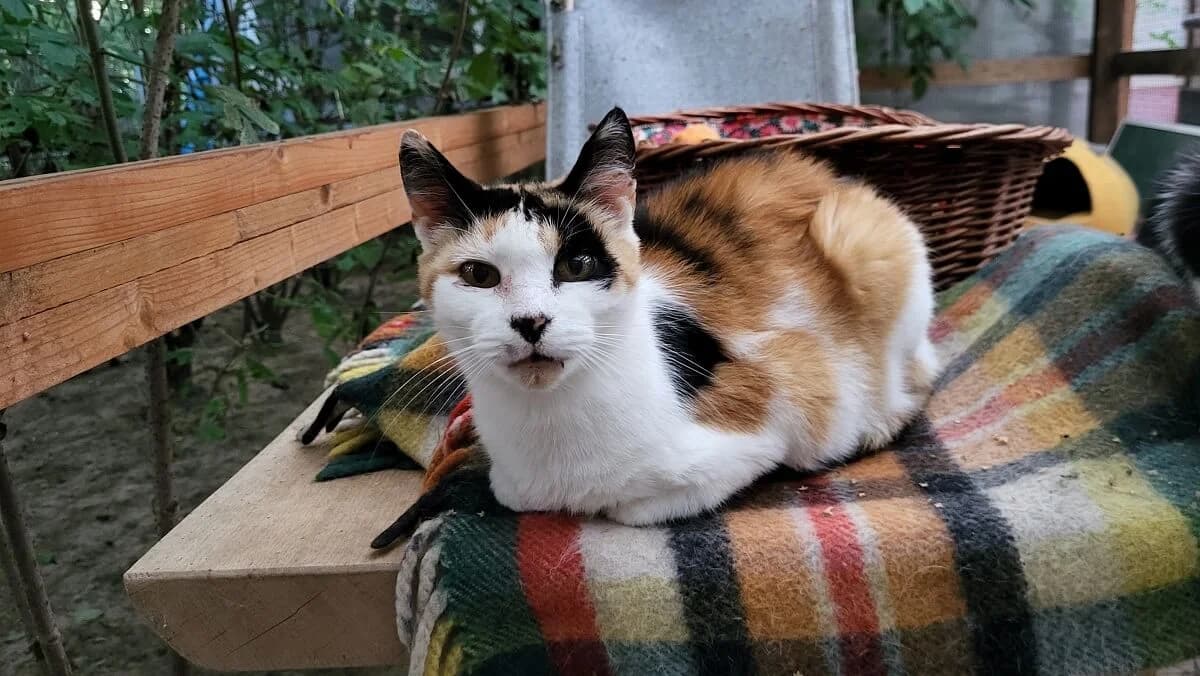Nika, female Mixed Breed for adoption at Tierrechtsorganisation Einhorn e.V.