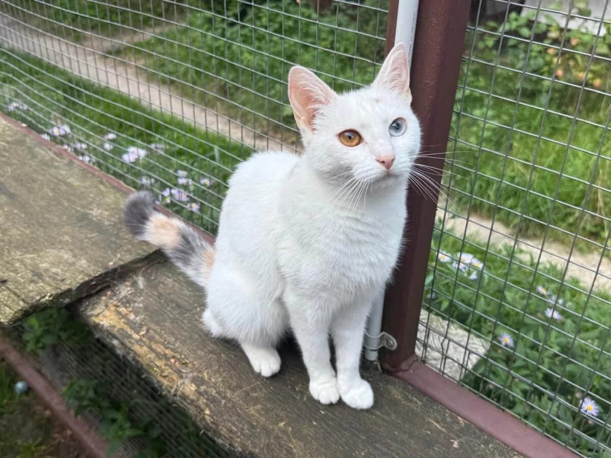 Ruby, female Mixed Breed for adoption at Tierrechtsorganisation Einhorn e.V.