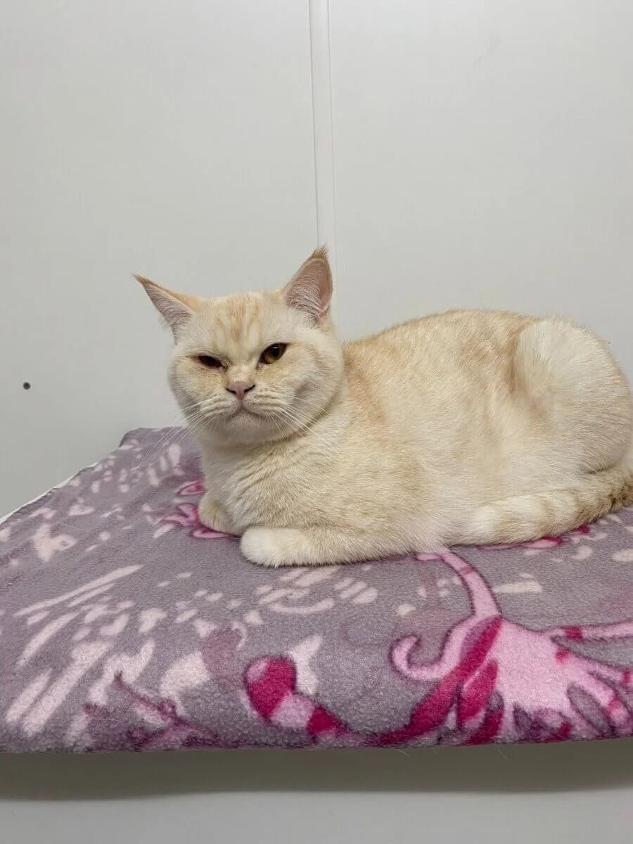 Samu, male Mixed Breed for adoption at Tierrechtsorganisation Einhorn e.V.