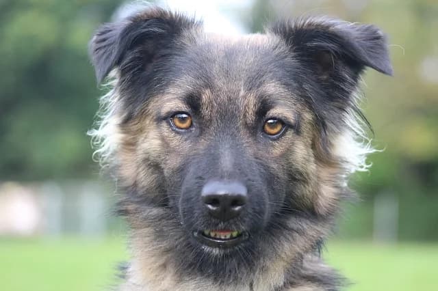 Slavie, male 5yo Mixed Breed for adoption at Emma-Paolini-Tierheim, Weil am Rhein