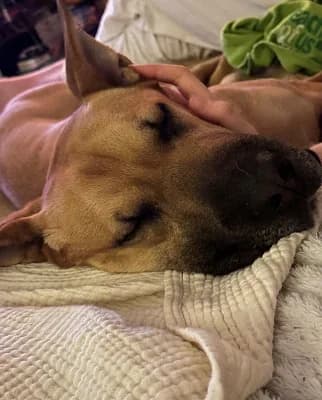 Kara, female young American Staffordshire Terrier for adoption at Emma-Paolini-Tierheim, Weil am Rhein
