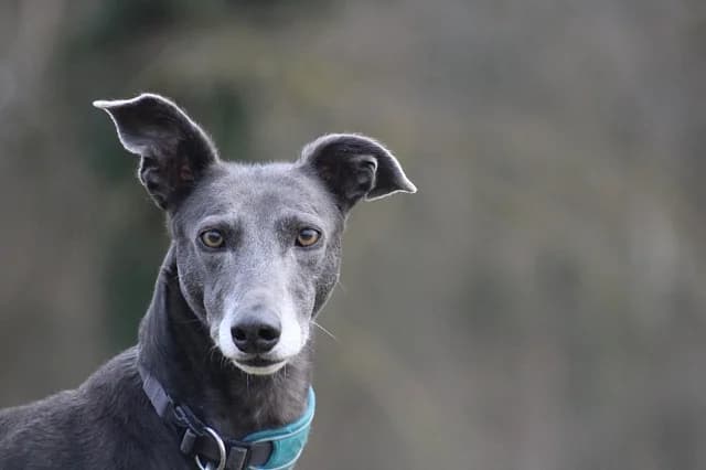 Gesha, female 5yo Greyhound for adoption at Emma-Paolini-Tierheim, Weil am Rhein