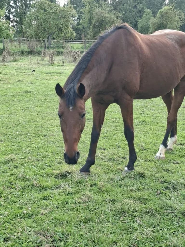 Baze, male mixed breed for adoption at Equiluna e.V.