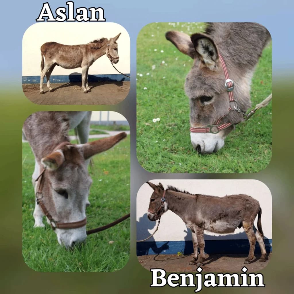 Benjamin,  senior mixed breed for adoption at Esel in Not e.V.