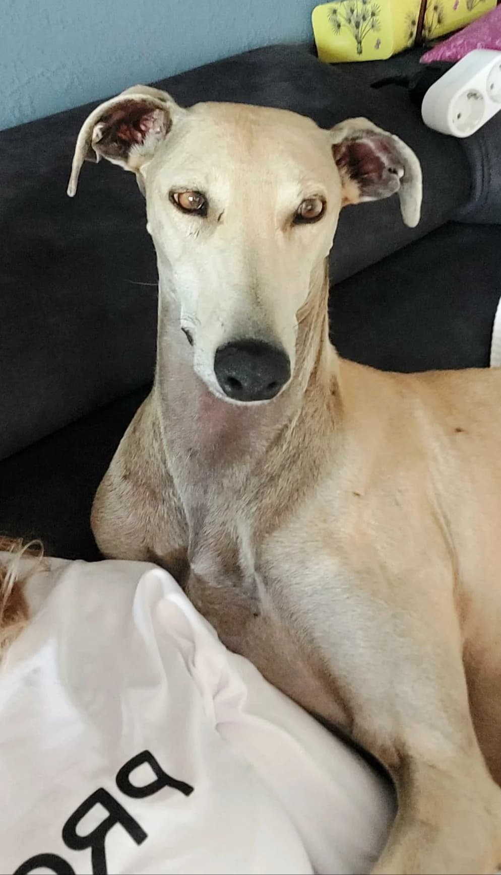 Lorna, female Galgo Español for adoption at Tierschutzverein Far From Fear e.V.
