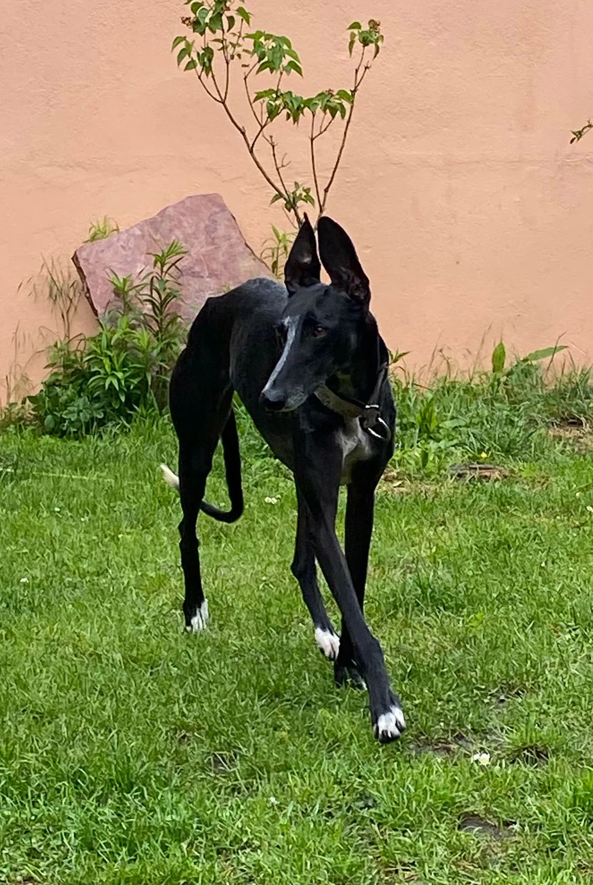 Malala, female Galgo Español for adoption at Tierschutzverein Far From Fear e.V.