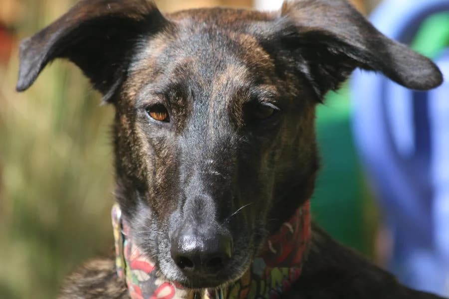 Camila, female puppy Galgo Español for adoption at Tierschutzverein Far From Fear e.V.