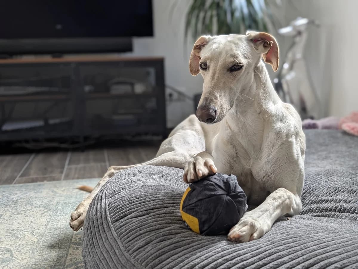 Rina, female puppy Galgo Español for adoption at Tierschutzverein Far From Fear e.V.