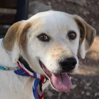 Aristos, male senior Mixed Breed for adoption at Aegean Dogs e.V. / FAZA Aegina, Berlin