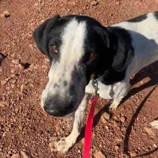 Altor, male 3yo Mixed Breed for adoption at Aegean Dogs e.V. / FAZA Aegina, Berlin