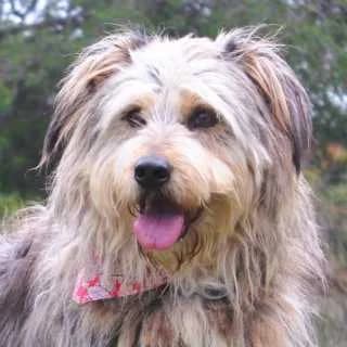 Goudie + Mando, female senior Mixed Breed for adoption at Aegean Dogs e.V. / FAZA Aegina, Berlin