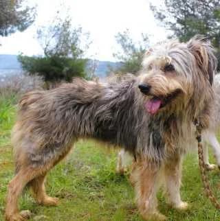 Goudie + Mando, female Mixed Breed for adoption at Aegean Dogs e.V. / FAZA Aegina — photo 2 of 3