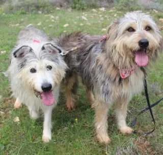 Goudie + Mando, female Mixed Breed for adoption at Aegean Dogs e.V. / FAZA Aegina — photo 3 of 3