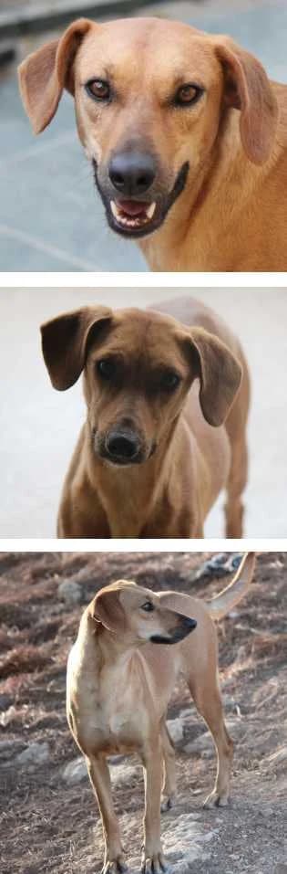 Annie, female 6yo Mixed Breed for adoption at Aegean Dogs e.V. / FAZA Aegina, Berlin