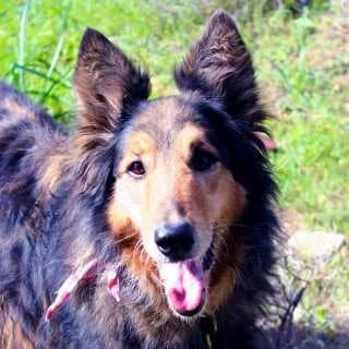 Peppe + Lassie, male senior Mixed Breed for adoption at Aegean Dogs e.V. / FAZA Aegina, Berlin