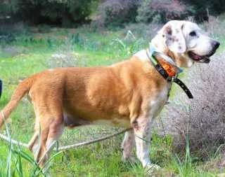 Peppe + Lassie, male Mixed Breed for adoption at Aegean Dogs e.V. / FAZA Aegina — photo 2 of 3