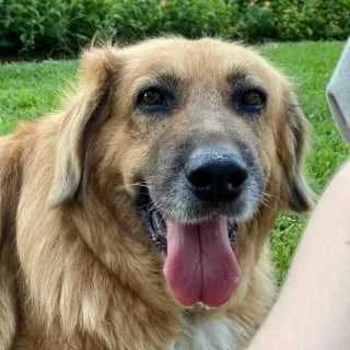 Bitzi, female senior Mixed Breed for adoption at Aegean Dogs e.V. / FAZA Aegina, Berlin