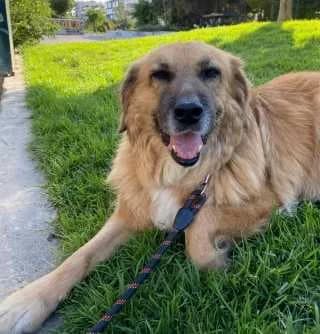 Bitzi, female Mixed Breed for adoption at Aegean Dogs e.V. / FAZA Aegina — photo 2 of 3