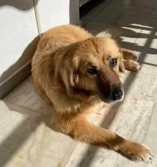 Bitzi, female Mixed Breed for adoption at Aegean Dogs e.V. / FAZA Aegina — photo 3 of 3