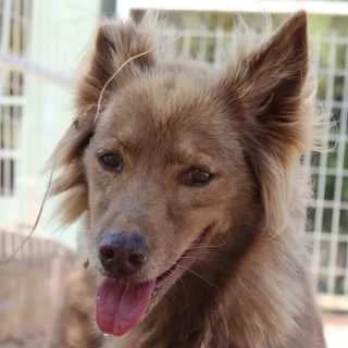 Didi, female senior Mixed Breed for adoption at Aegean Dogs e.V. / FAZA Aegina, Berlin
