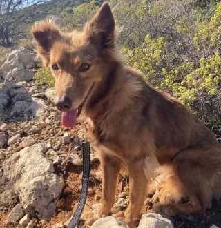 Didi, female Mixed Breed for adoption at Aegean Dogs e.V. / FAZA Aegina — photo 2 of 3