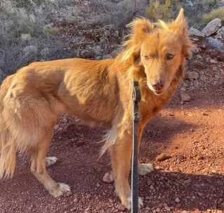 Didi, female Mixed Breed for adoption at Aegean Dogs e.V. / FAZA Aegina — photo 3 of 3