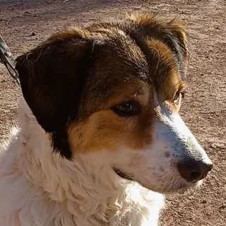 Ginger, male 7yo Mixed Breed for adoption at Aegean Dogs e.V. / FAZA Aegina, Berlin