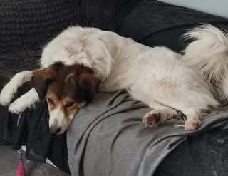 Ginger, male Mixed Breed for adoption at Aegean Dogs e.V. / FAZA Aegina — photo 2 of 3