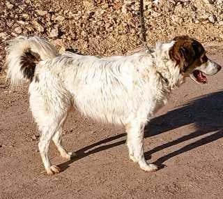 Ginger, male Mixed Breed for adoption at Aegean Dogs e.V. / FAZA Aegina — photo 3 of 3