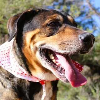 Simba, male senior Mixed Breed for adoption at Aegean Dogs e.V. / FAZA Aegina, Berlin