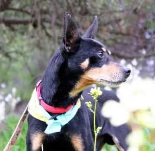 Ralph, male Mixed Breed for adoption at Aegean Dogs e.V. / FAZA Aegina — photo 2 of 3