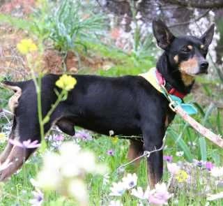Ralph, male Mixed Breed for adoption at Aegean Dogs e.V. / FAZA Aegina — photo 3 of 3