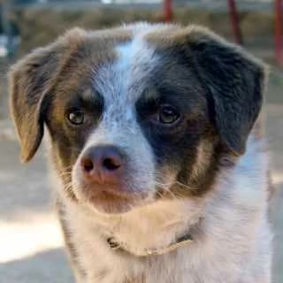 Jack, male 5yo Mixed Breed for adoption at Aegean Dogs e.V. / FAZA Aegina, Berlin