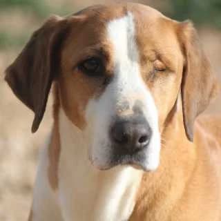 Marta, female Mixed Breed for adoption at Aegean Dogs e.V. / FAZA Aegina