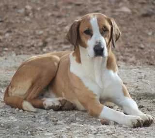 Marta, female Mixed Breed for adoption at Aegean Dogs e.V. / FAZA Aegina — photo 2 of 3