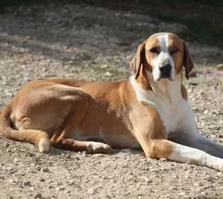 Marta, female Mixed Breed for adoption at Aegean Dogs e.V. / FAZA Aegina — photo 3 of 3