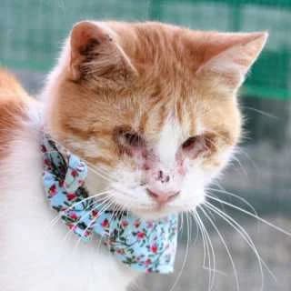 Gastone, male Mixed Breed for adoption at Aegean Dogs e.V. / FAZA Aegina