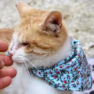 Gastone, male Mixed Breed for adoption at Aegean Dogs e.V. / FAZA Aegina — photo 2 of 3