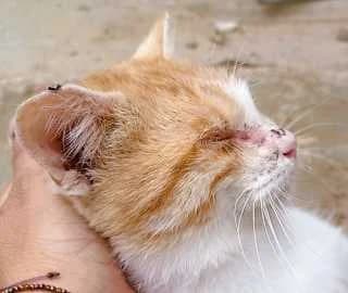 Gastone, male Mixed Breed for adoption at Aegean Dogs e.V. / FAZA Aegina — photo 3 of 3