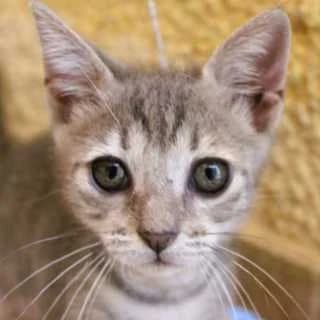 Rosa, female Mixed Breed for adoption at Aegean Dogs e.V. / FAZA Aegina