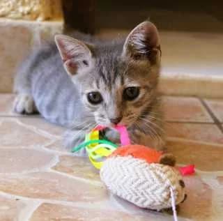 Rosa, female Mixed Breed for adoption at Aegean Dogs e.V. / FAZA Aegina — photo 2 of 3