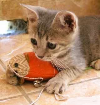 Rosa, female Mixed Breed for adoption at Aegean Dogs e.V. / FAZA Aegina — photo 3 of 3