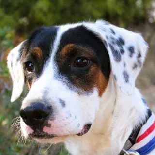 Berlin, male young Mixed Breed for adoption at Aegean Dogs e.V. / FAZA Aegina, Berlin