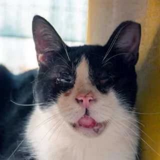 kermit, male Mixed Breed for adoption at Aegean Dogs e.V. / FAZA Aegina