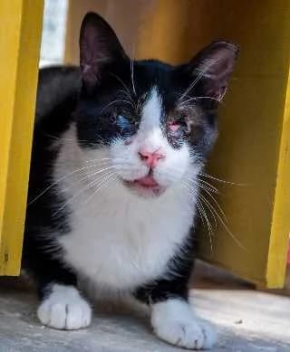 kermit, male Mixed Breed for adoption at Aegean Dogs e.V. / FAZA Aegina — photo 2 of 3