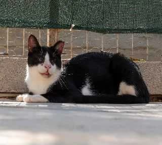 kermit, male Mixed Breed for adoption at Aegean Dogs e.V. / FAZA Aegina — photo 3 of 3