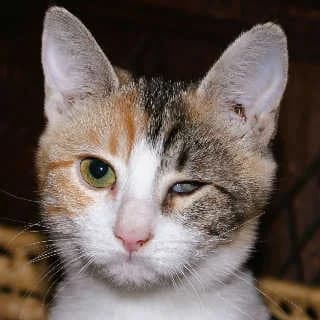 Sou, female puppy Mixed Breed for adoption at Aegean Dogs e.V. / FAZA Aegina, Berlin
