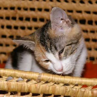 Sou, female Mixed Breed for adoption at Aegean Dogs e.V. / FAZA Aegina — photo 2 of 3