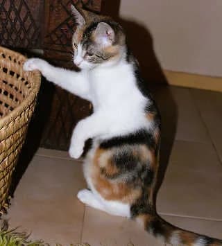 Sou, female Mixed Breed for adoption at Aegean Dogs e.V. / FAZA Aegina — photo 3 of 3